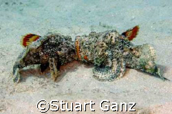 Now there's something you don't see everyday. 

 by Stuart Ganz 